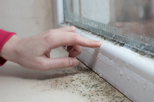 Best Commercial Mold Inspection  in Plentywood, MT