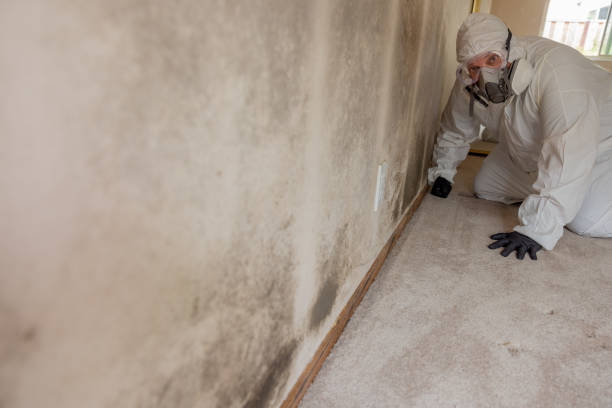 Best Industrial Mold Remediation  in Plentywood, MT